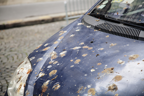 車に鳥のフンの付着を未然に防ぐ対策とは